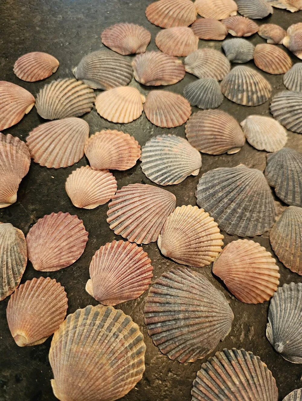 229 Seashells Natural Pink, Gray, Cream for Crafting, Stained Glass, Jewelry